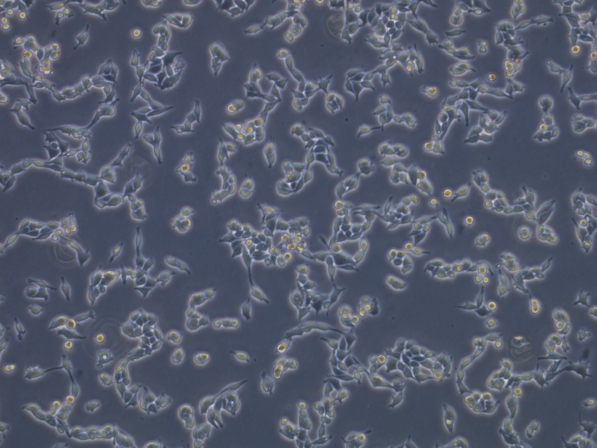 RKO cells (人結(jié)腸腺癌細胞)